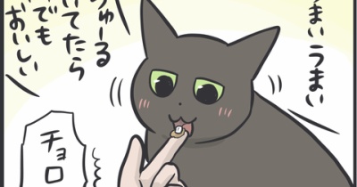 猫たちの血液検査の結果が送られてきました