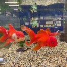 飯田オランダシシガシラ