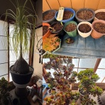 きのこ好き　うらしもじ