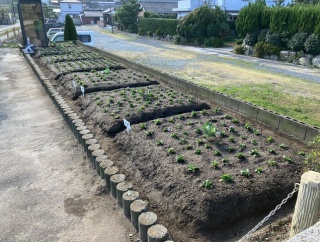 自治会花壇 パンジー植付け 2025