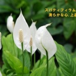 田舎記者の手帳
