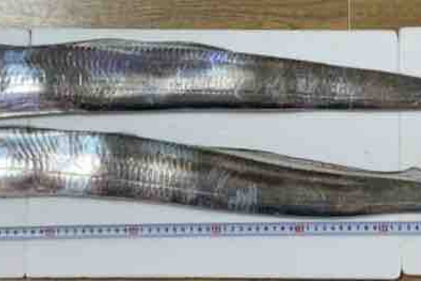 広島タチウオ釣り