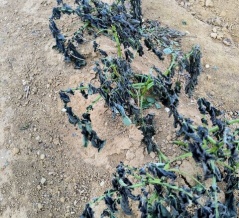 農業ネタ　2025/12/06