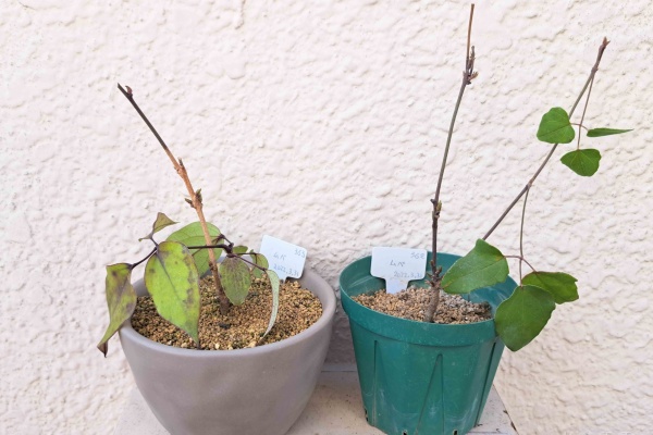 盆栽な感じで…的な！ - ムベ