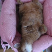 病気がちでも17歳まで生きてくれた猫の家族記念日