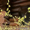 いろいろ咲いてます