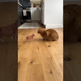 『自分そっくりな折り紙の猫を見たらうちの猫は何を思うんだろう』の画像