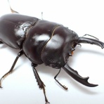 クワガタ備忘録