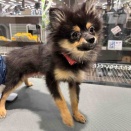 きょうのわんこ