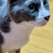 猫と一緒に北海道の冬支度（隙間テープと窓用断熱シート貼り）