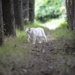 うちのとらまる