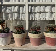 ＊寒波が襲う寒さに強い植物たち