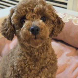 WanWan net🐾ボランティアチーム