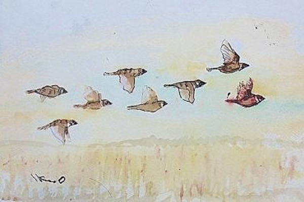 IKUOの水彩画集 - 鳥