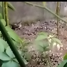 庭掃除あれこれ、スズメ