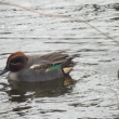 今日の野鳥　キジバト・コガモ・カルガモ　鶴ヶ城公園