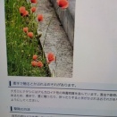 ナガミヒナゲシに注意ください