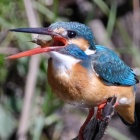 『BORG72FLによるカワセミ捕食シーン①　2020/03/24』の画像