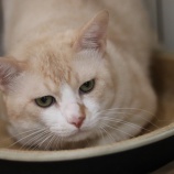 『【里親募集中】日本猫のコハク』の画像