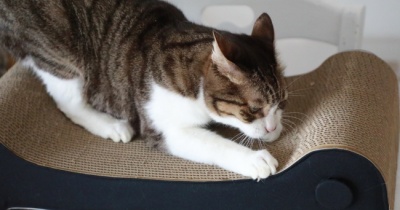 猫らの爪とぎ。