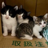 『子猫3匹保護しました』の画像