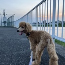 犬との生活