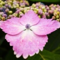 ハーベストの丘の紫陽花２０２６