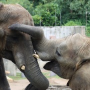 鼻はコミュニケーションツール♪
