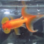 ペットコーナーハヤセガワ 海老名の残像