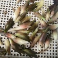 猛暑と激しい雨2025年7月8日