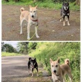東京の清庵のハルちゃんコウちゃん
