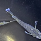 『メダカ・金魚入荷情報‼︎』の画像