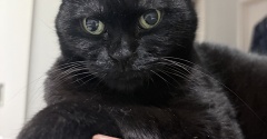 バリバリボウルが大好きな猫たち
