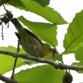 夏鳥揃い踏み
