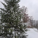 初雪＠セントルイス