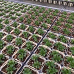 yuika～結花～Hanayoshiの毎日