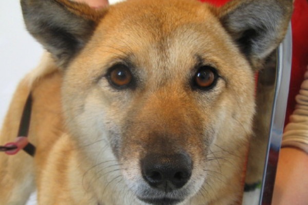 筑後市セルフシャンプー ドッグバス ミックス