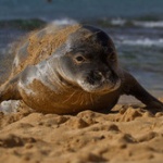 【画像】絶滅危惧種「ハワイアンモンクシール」に会える！ハワイ・オアフ島【風景】