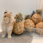 うさぎブログ　うさぎのしっぽ公式ブログ「日々しっぽ」