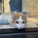 実は大きくなるんです!!