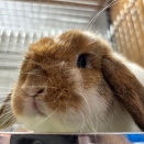 柴又店の推しうさちゃん！！