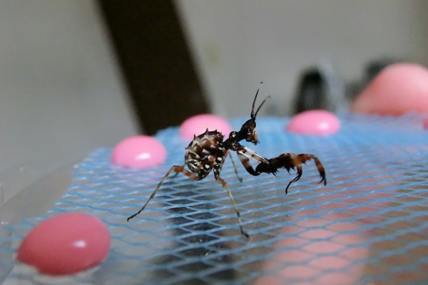 クワガタカマキリ - アフリカメダマカマキリ