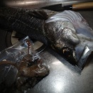 先日のシーバス＆ちっこいタコの食編