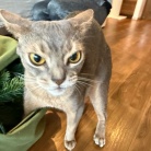 クリスマスツリーを出しました