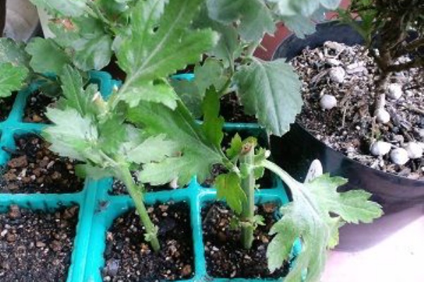 小菊と糸菊の挿し芽とローマンカモミールの株分け ハーブと花の栽培日記