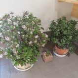 『フチベニベンケイ。』の画像