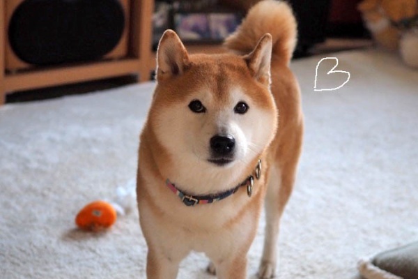 湘南凸凹柴wan日記 Powered By ライブドアブログ