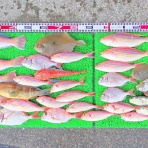 竹村貸舟店【高知県 浦ノ内湾～宇佐～須崎市横浪半島沖の船釣り】釣果情報 & ブログ