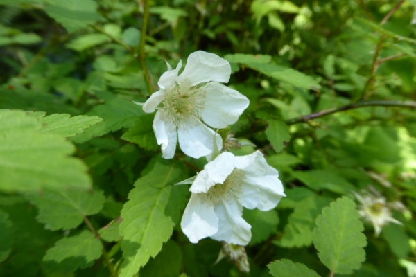 写真俳句ブログ チーさん 初心者 17年05月