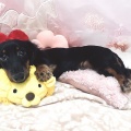 ダックスちゃん🐶